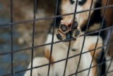 Diabolical Animal Abuse Leaves Dog Without Vocal Chords –
