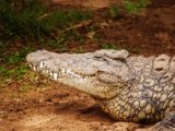 Influencer Under Investigation in Australia for Crocodile Posts